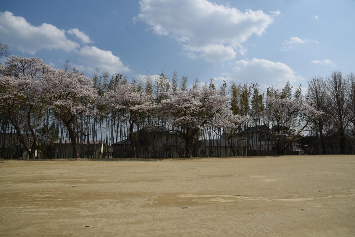町内の桜「双葉翔陽高校、五差路」（2017年4月14日撮影） 写真 4
