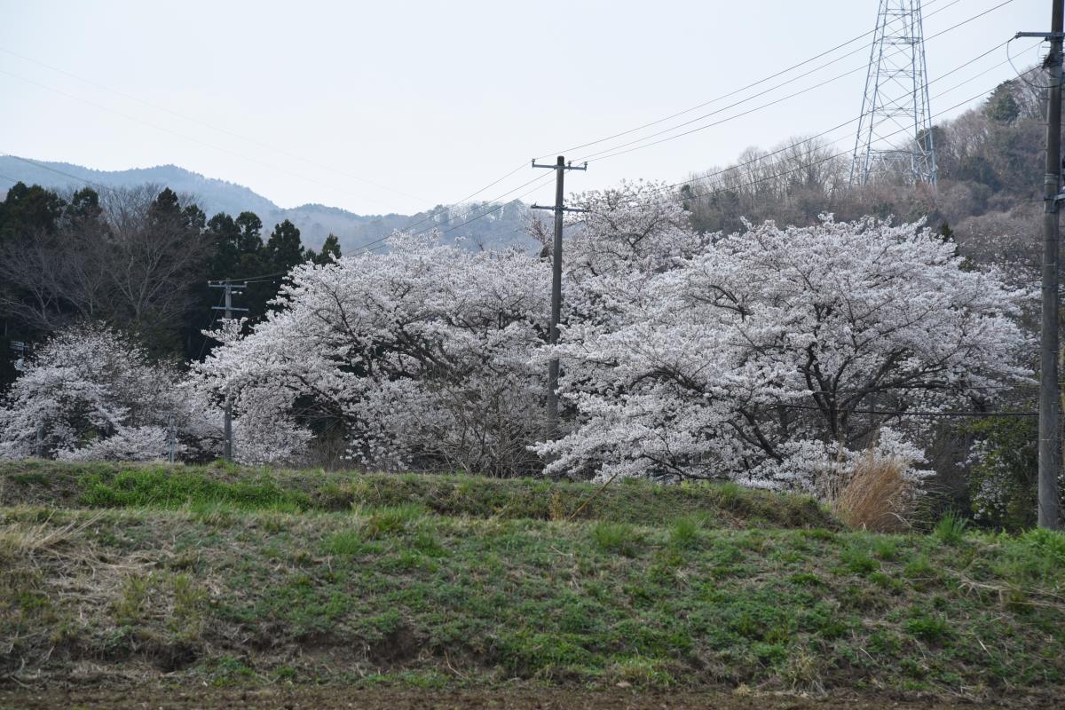 町内の桜「坂下ダム、大川原」（2017年4月14日撮影） 写真 11