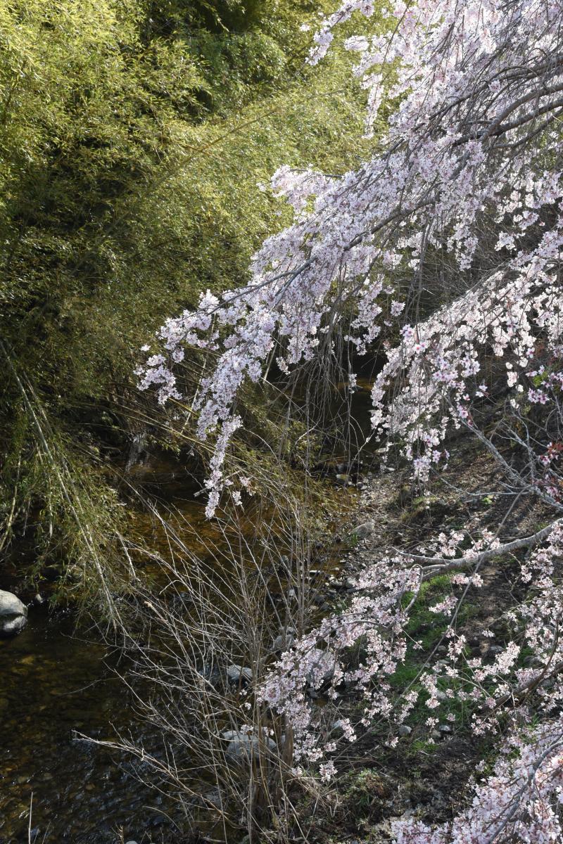 町内の桜「坂下ダム、大川原」（2017年4月14日撮影） 写真 12