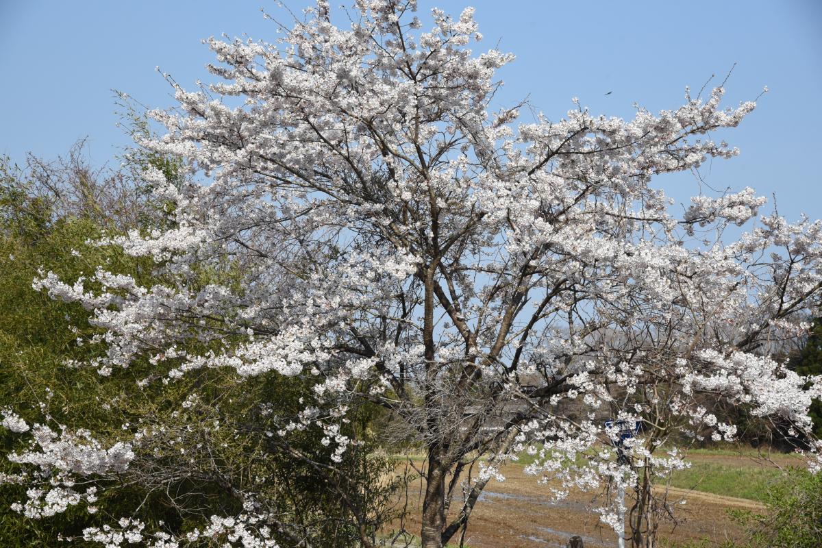 町内の桜「坂下ダム、大川原」（2017年4月14日撮影） 写真 13