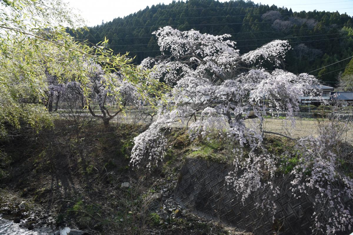 町内の桜「坂下ダム、大川原」（2017年4月14日撮影） 写真 14
