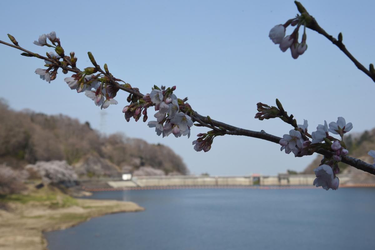 町内の桜「坂下ダム、大川原」（2017年4月14日撮影） 写真 2