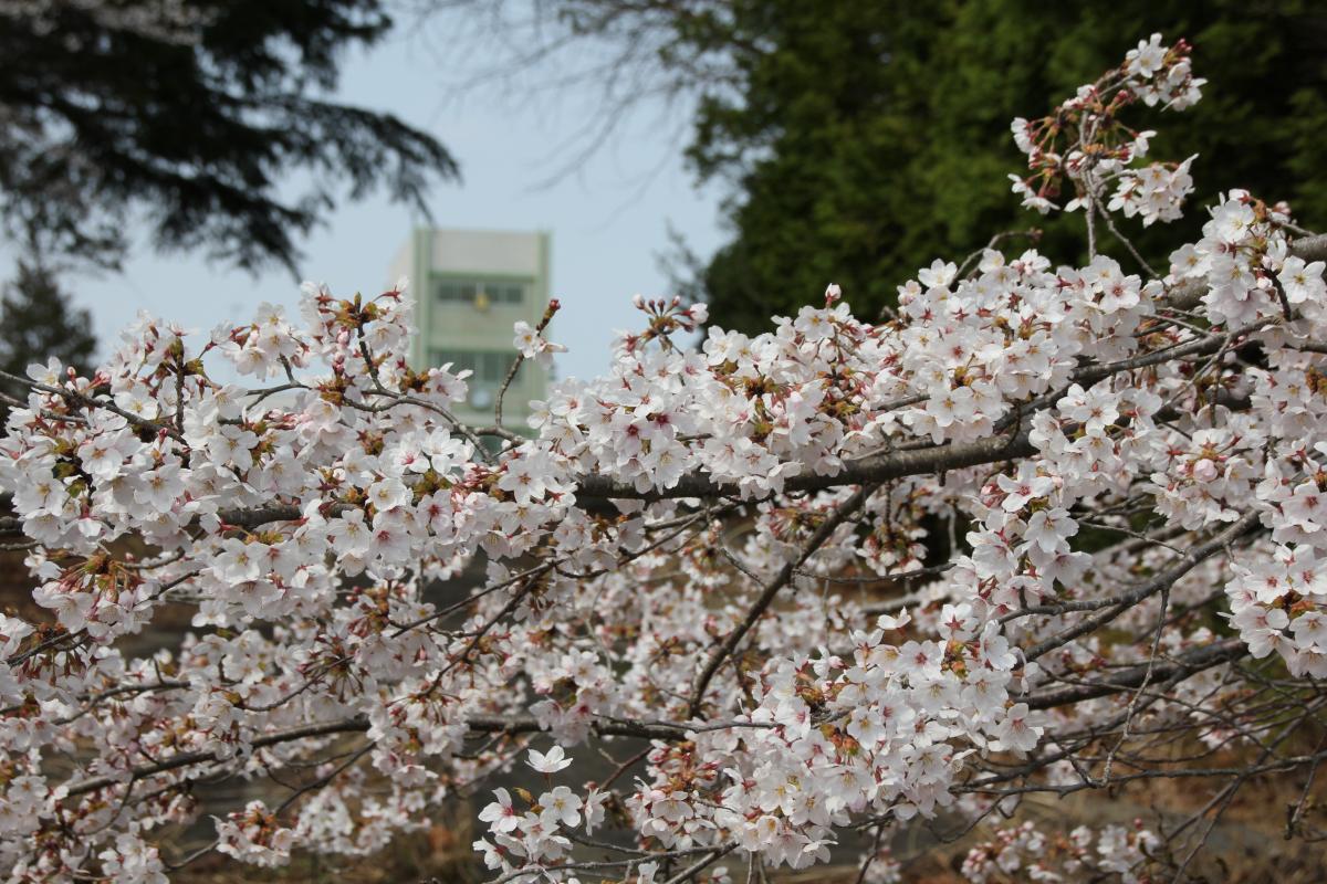 町内の桜「熊町小、三角屋交差点」（2017年4月14日撮影） 写真 2