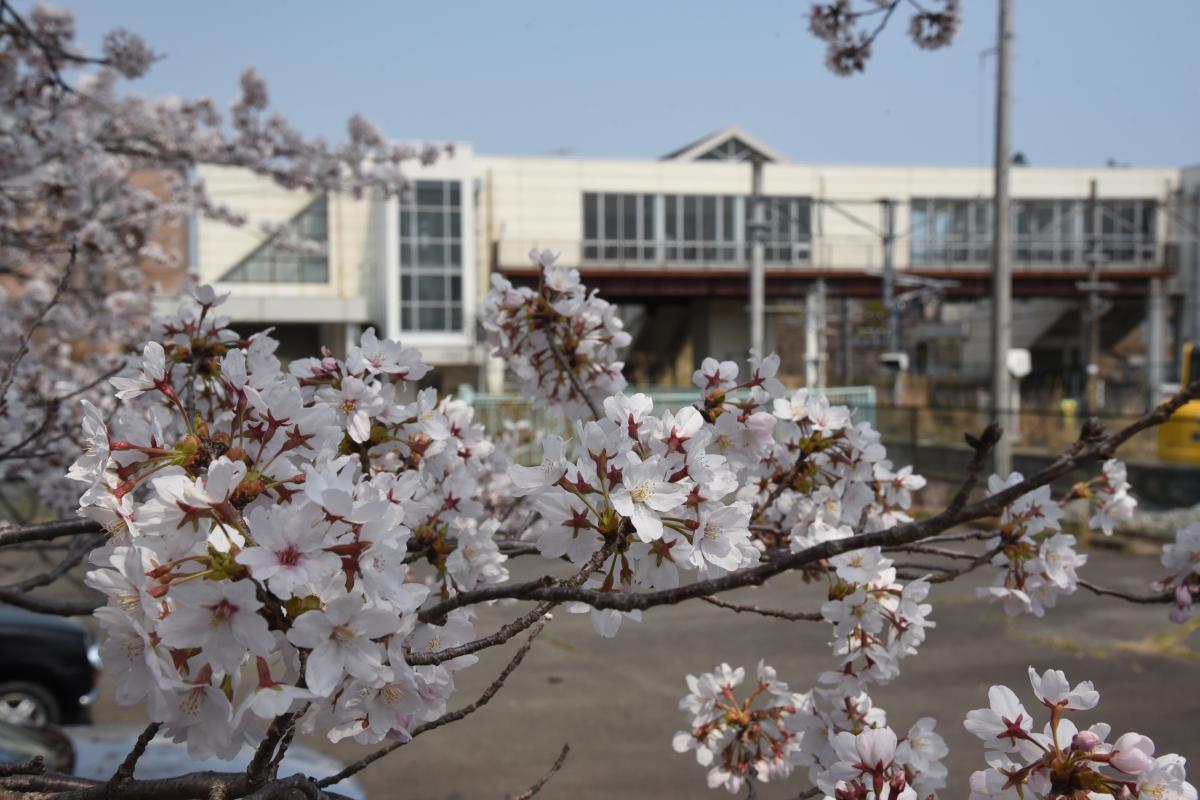 町内の桜「大野駅、大熊中」（2017年4月14日撮影） 写真 2