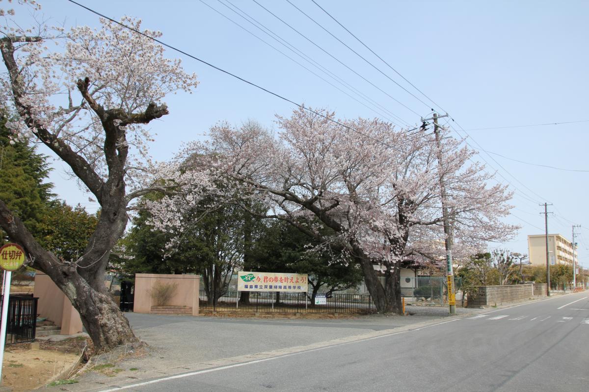 町内の桜「双葉翔陽高校、五差路」（2017年4月14日撮影） 写真 3