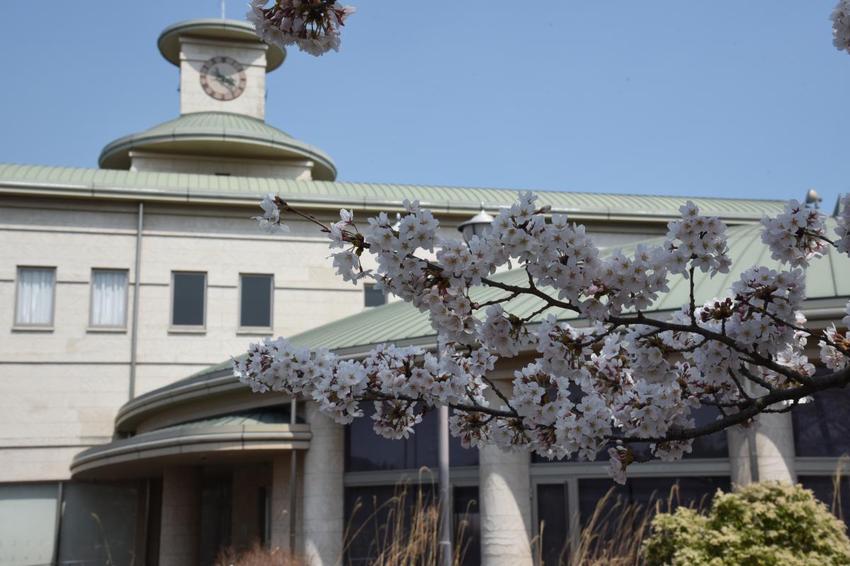 町内の桜「図書館、文化センター」（2017年4月14日撮影） 写真 2