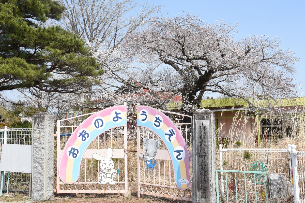 町内の桜「大野幼稚園、大野小学校」（2017年4月14日撮影） 写真 2