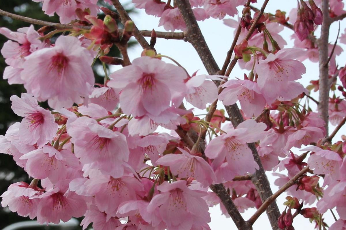 町内の桜「陽光桜、児童公園」（2017年4月14日撮影） 写真 2