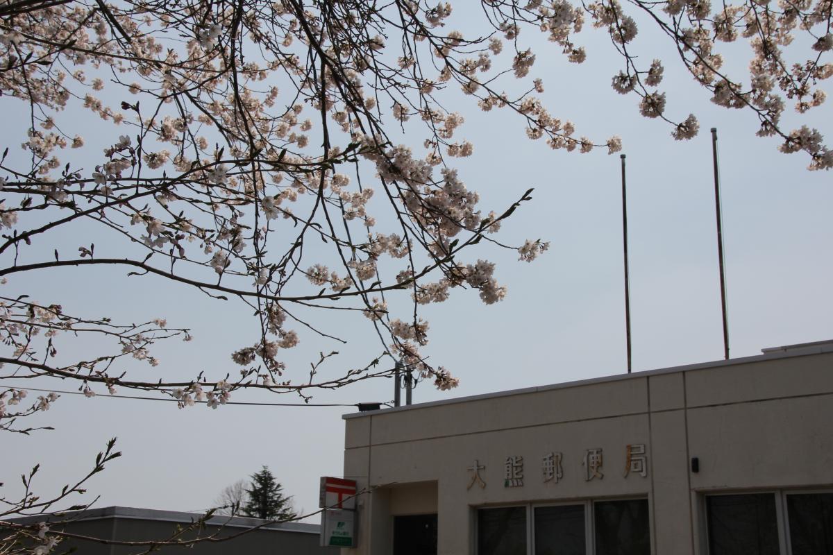 町内の桜「郵便局、原子力センター、旧児童館」（2017年4月14日撮影） 写真 2