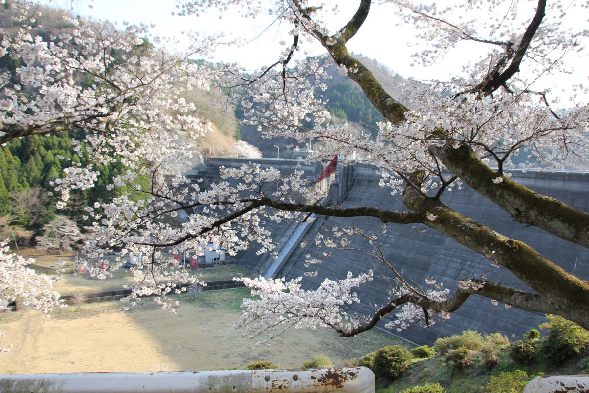 町内の桜「坂下ダム、大川原」（2017年4月14日撮影） 写真 3