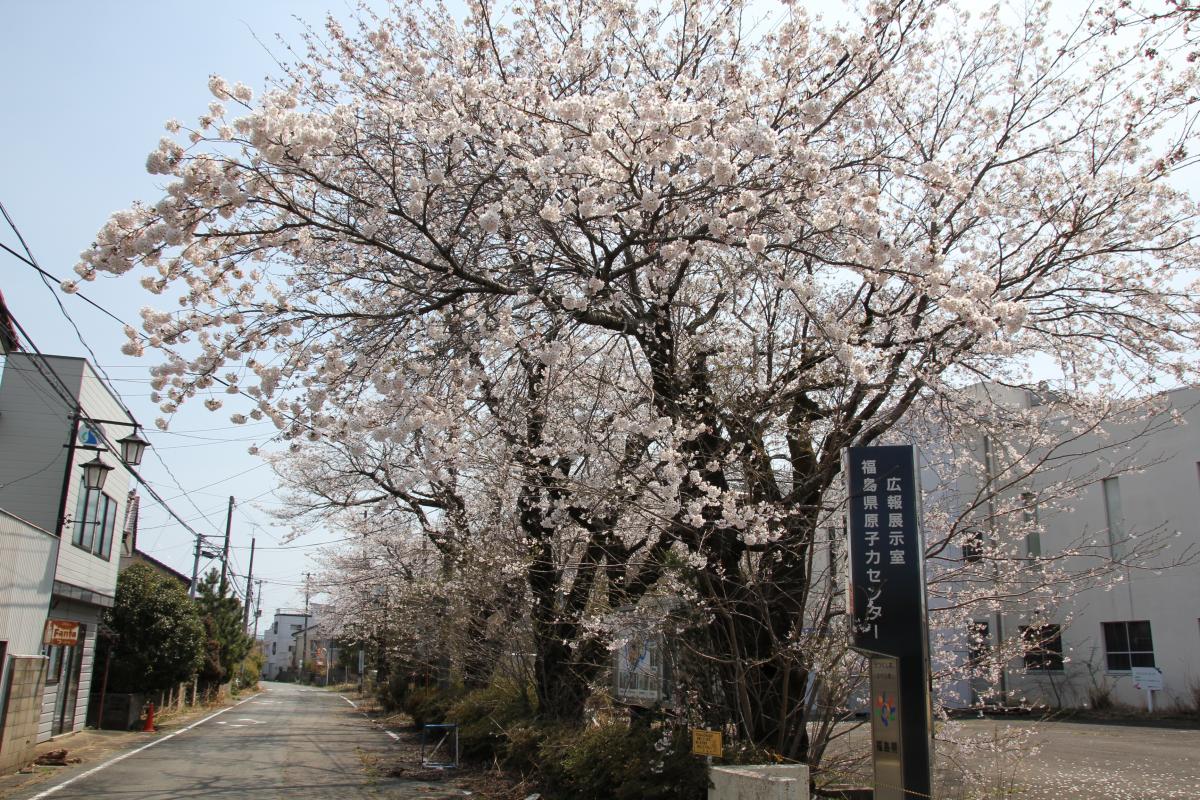 町内の桜「郵便局、原子力センター、旧児童館」（2017年4月14日撮影） 写真 3