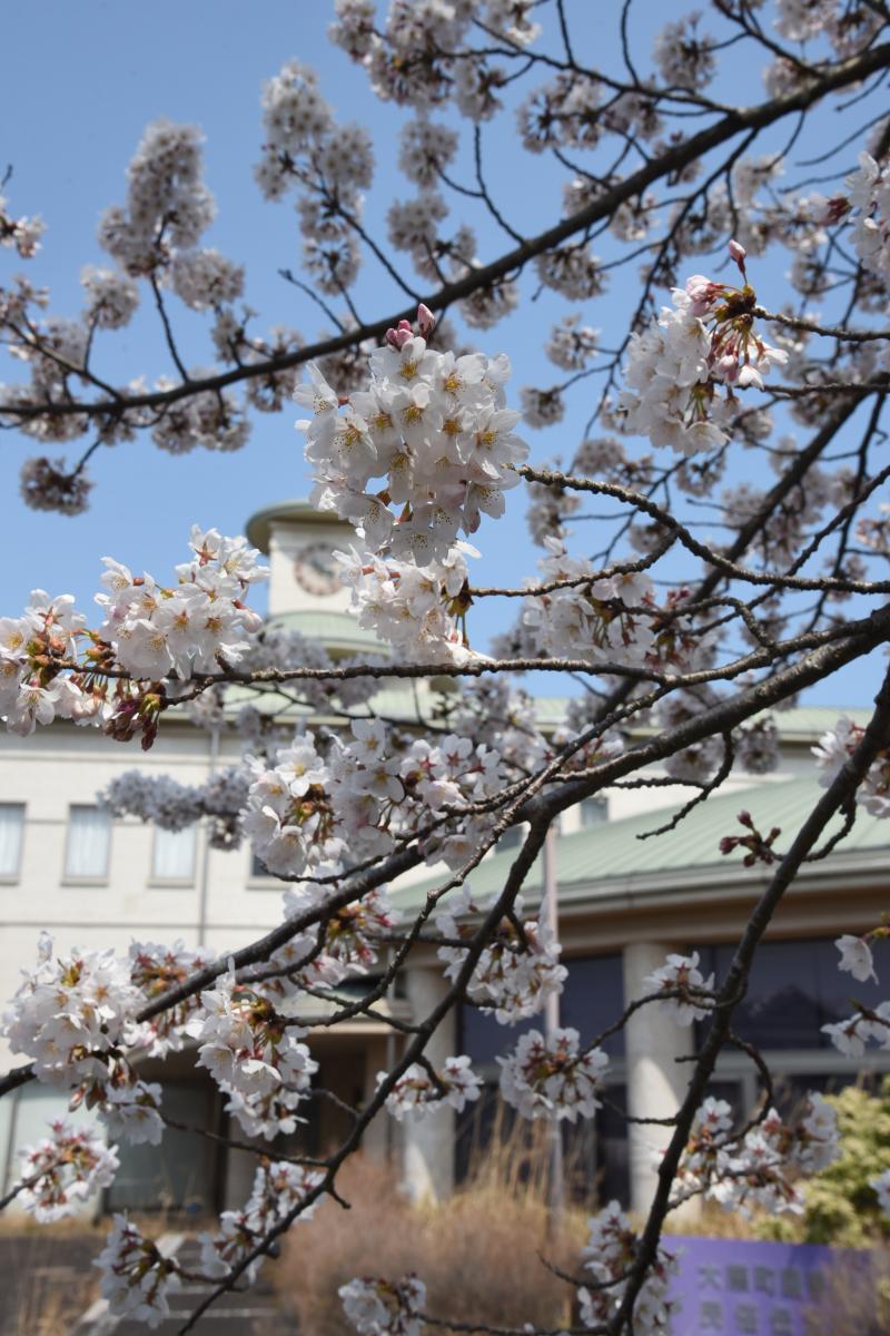 町内の桜「図書館、文化センター」（2017年4月14日撮影） 写真 3