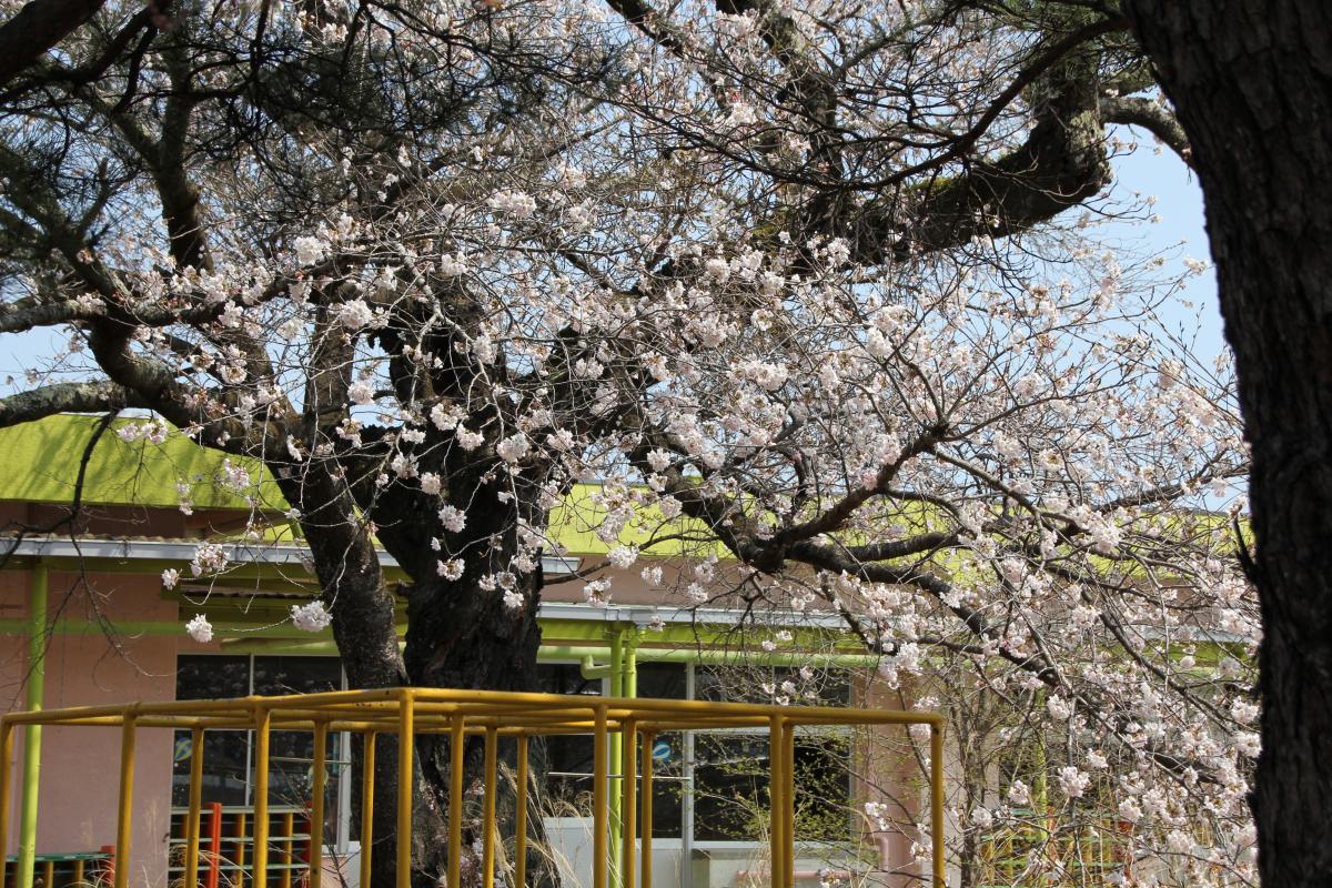 町内の桜「大野幼稚園、大野小学校」（2017年4月14日撮影） 写真 3