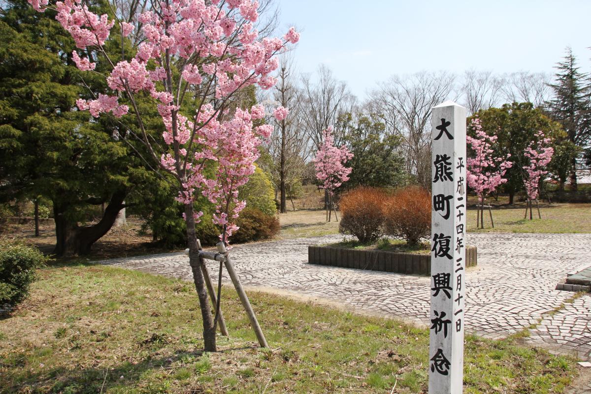 町内の桜「陽光桜、児童公園」（2017年4月14日撮影） 写真 3