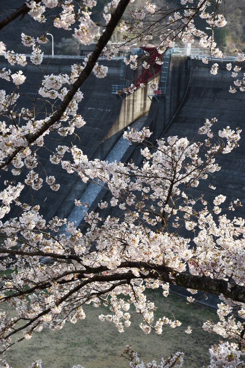 町内の桜「坂下ダム、大川原」（2017年4月14日撮影） 写真 4