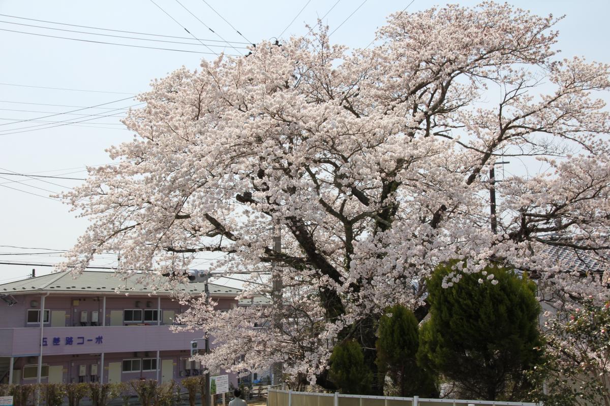 町内の桜「双葉翔陽高校、五差路」（2017年4月14日撮影） 写真 5