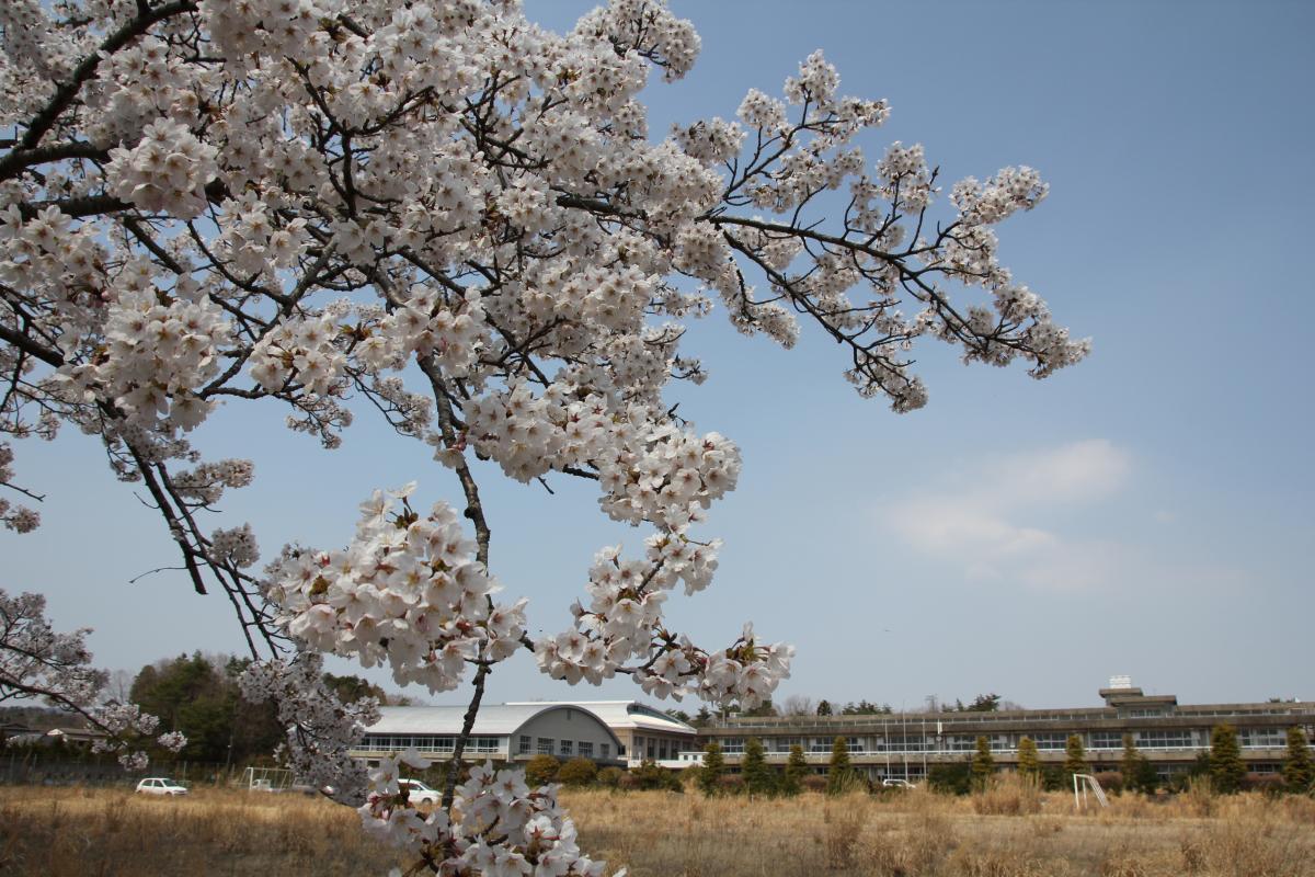 町内の桜「大野駅、大熊中」（2017年4月14日撮影） 写真 4