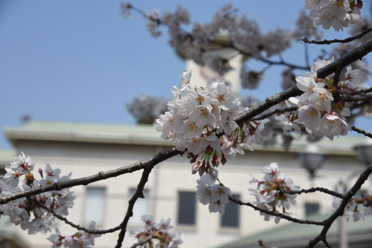 町内の桜「図書館、文化センター」（2017年4月14日撮影） 写真 4