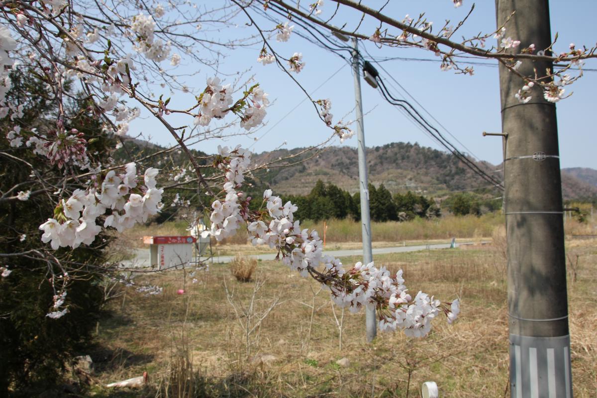町内の桜「大野幼稚園、大野小学校」（2017年4月14日撮影） 写真 4