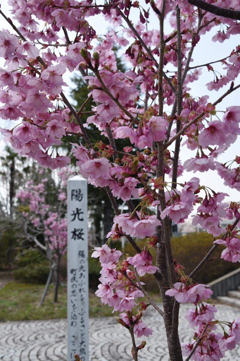 町内の桜「陽光桜、児童公園」（2017年4月14日撮影） 写真 4