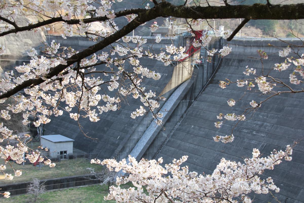 町内の桜「坂下ダム、大川原」（2017年4月14日撮影） 写真 5