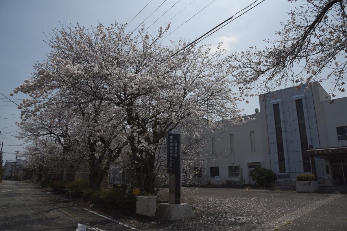 町内の桜「郵便局、原子力センター、旧児童館」（2017年4月14日撮影） 写真 5