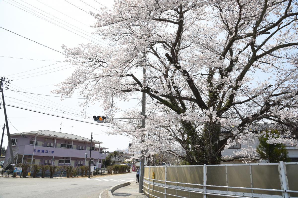 町内の桜「双葉翔陽高校、五差路」（2017年4月14日撮影） 写真 6