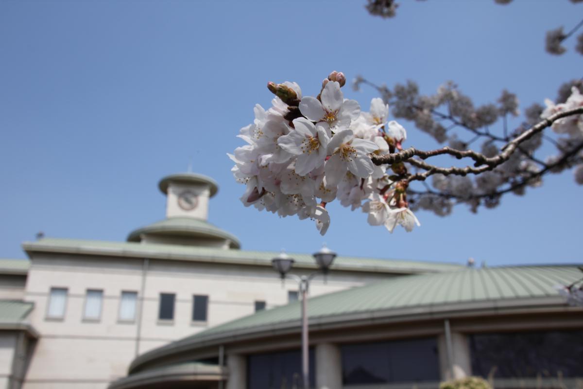町内の桜「図書館、文化センター」（2017年4月14日撮影） 写真 5