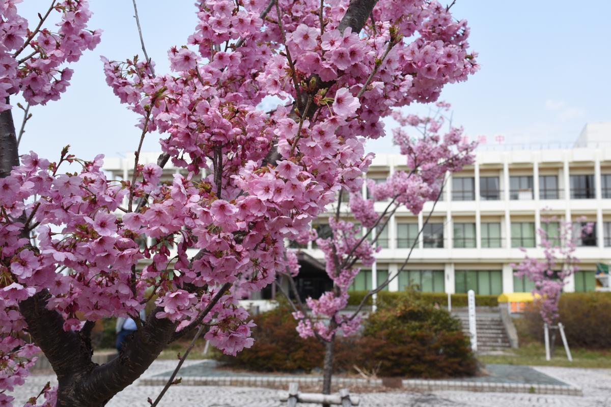 町内の桜「陽光桜、児童公園」（2017年4月14日撮影） 写真 5