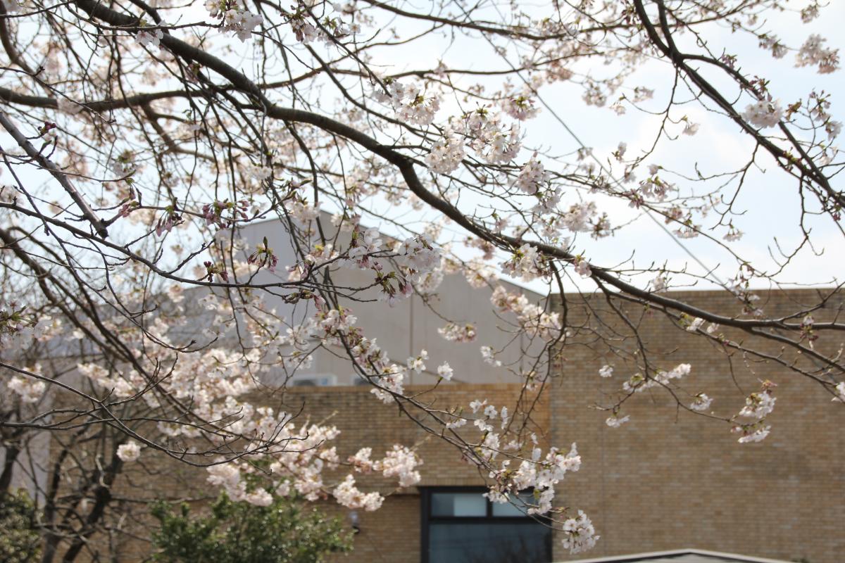 町内の桜「図書館、文化センター」（2017年4月14日撮影） 写真 6