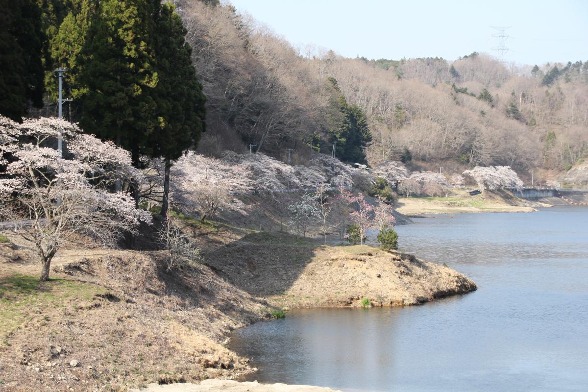 町内の桜「坂下ダム、大川原」（2017年4月14日撮影） 写真 6