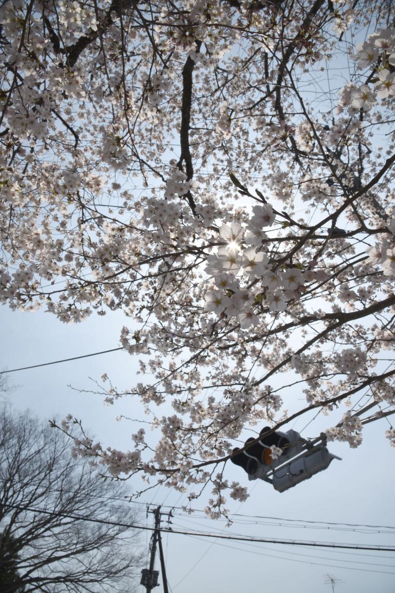 町内の桜「双葉翔陽高校、五差路」（2017年4月14日撮影） 写真 7