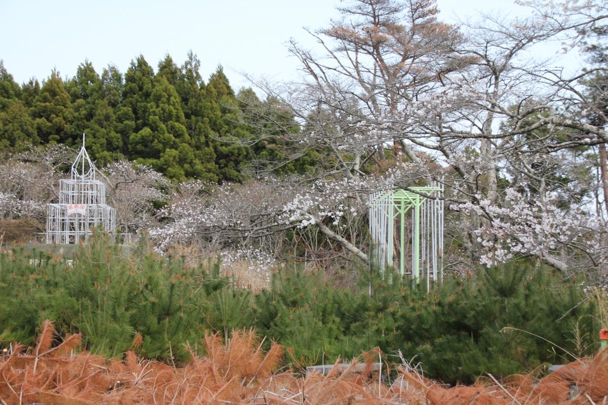 町内の桜「熊町小、三角屋交差点」（2017年4月14日撮影） 写真 6