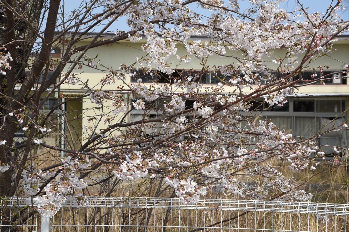 町内の桜「郵便局、原子力センター、旧児童館」（2017年4月14日撮影） 写真 6
