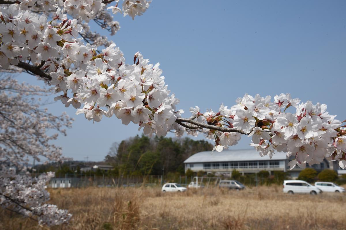 町内の桜「大野駅、大熊中」（2017年4月14日撮影） 写真 6