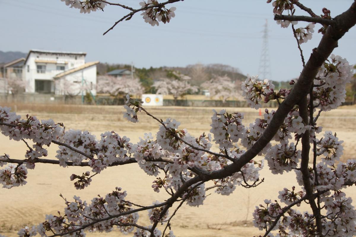 町内の桜「大野幼稚園、大野小学校」（2017年4月14日撮影） 写真 6