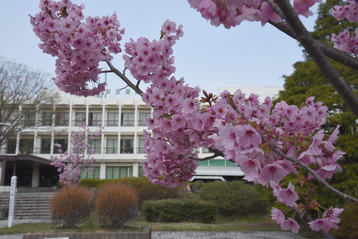 町内の桜「陽光桜、児童公園」（2017年4月14日撮影） 写真 6