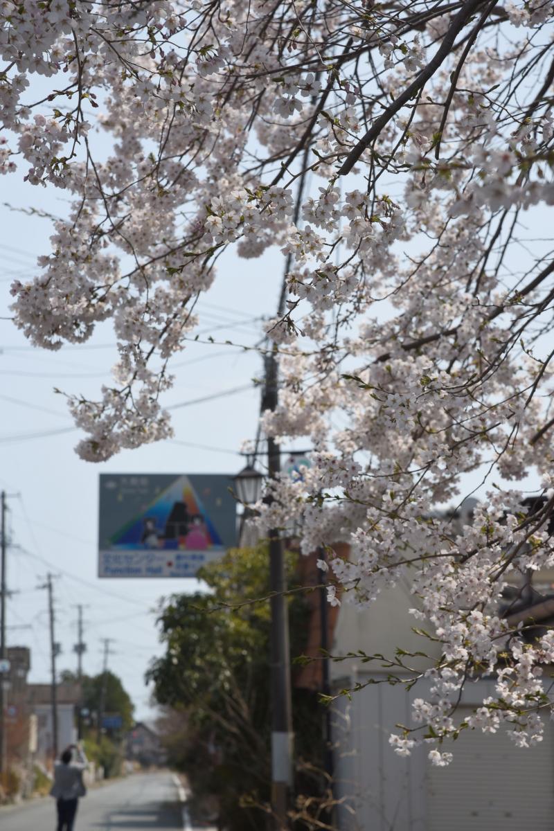 町内の桜「図書館、文化センター」（2017年4月14日撮影） 写真 7
