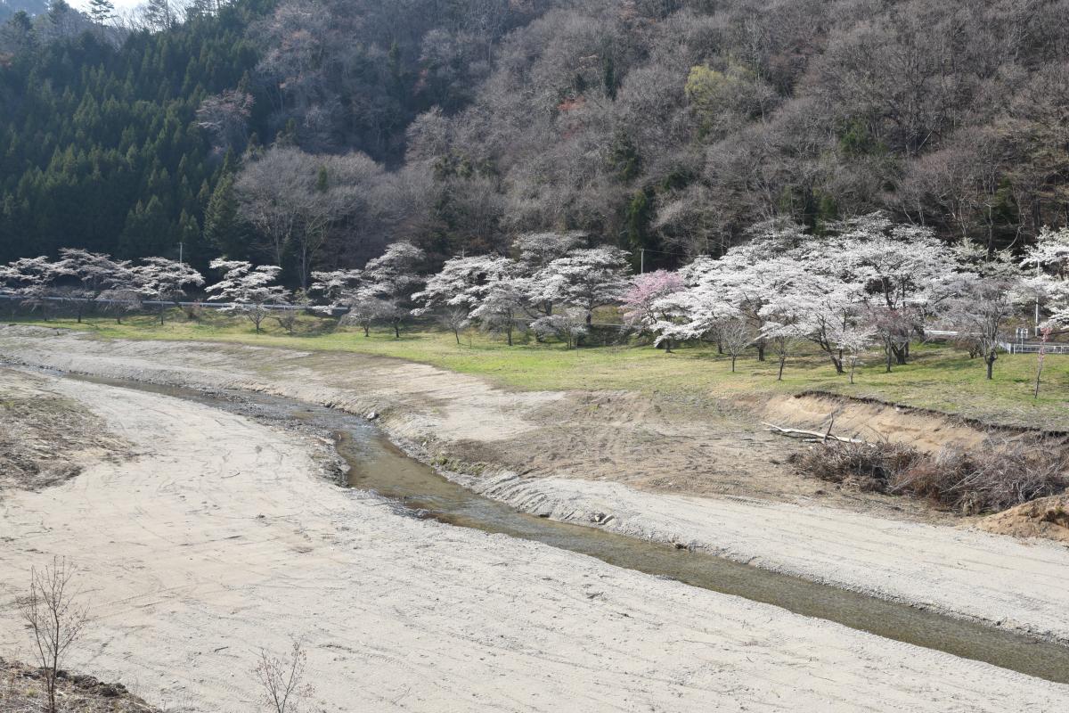 町内の桜「坂下ダム、大川原」（2017年4月14日撮影） 写真 7