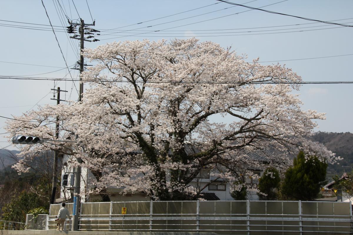 町内の桜「双葉翔陽高校、五差路」（2017年4月14日撮影） 写真 8