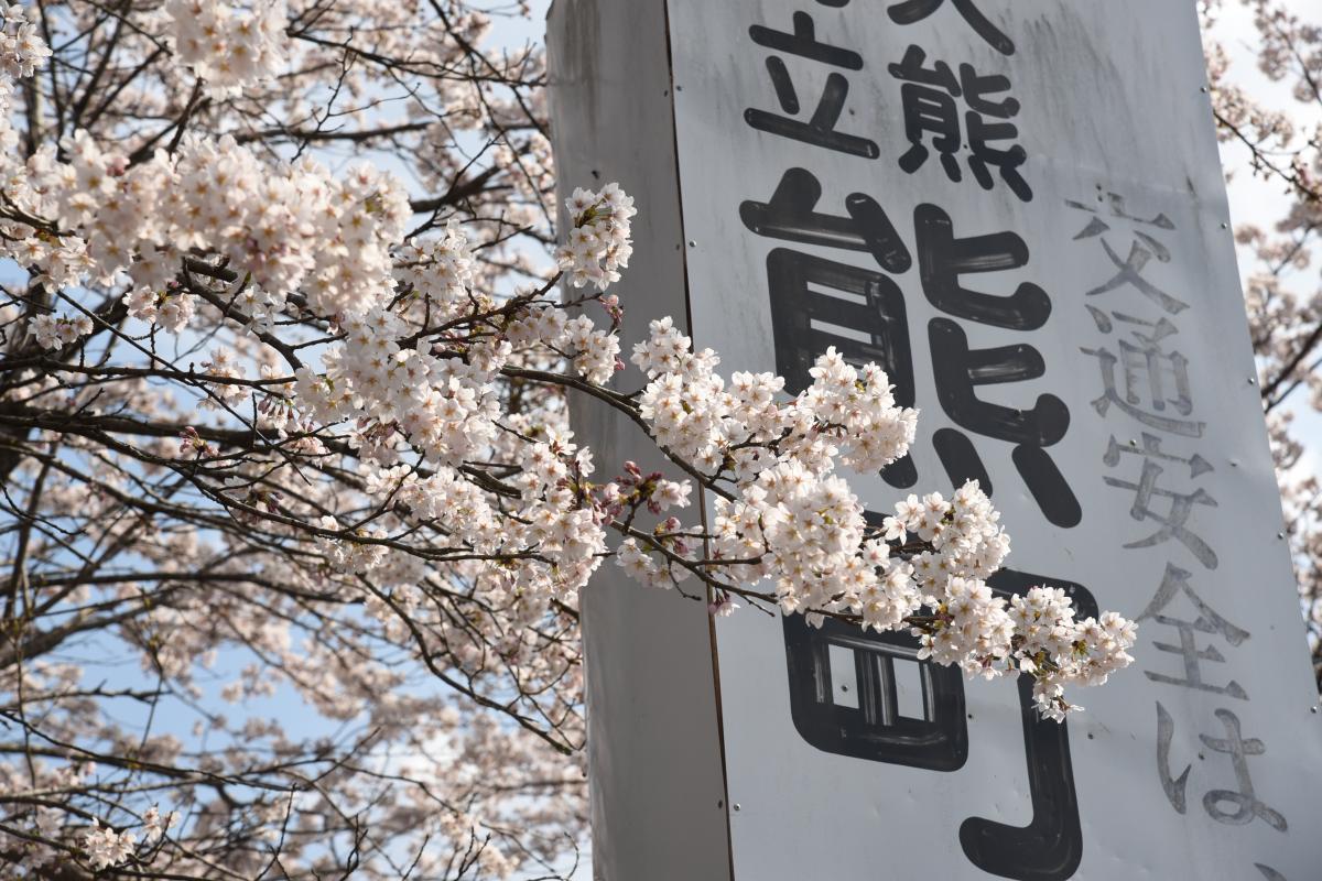 町内の桜「熊町小、三角屋交差点」（2017年4月14日撮影） 写真 7