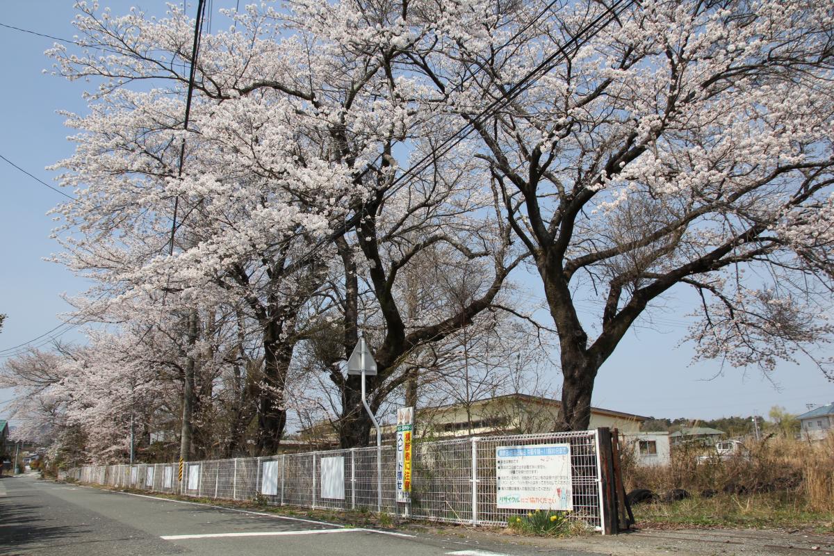 町内の桜「郵便局、原子力センター、旧児童館」（2017年4月14日撮影） 写真 7