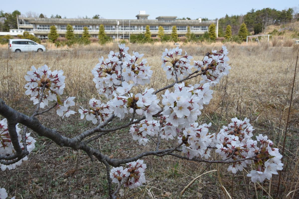 町内の桜「大野駅、大熊中」（2017年4月14日撮影） 写真 7
