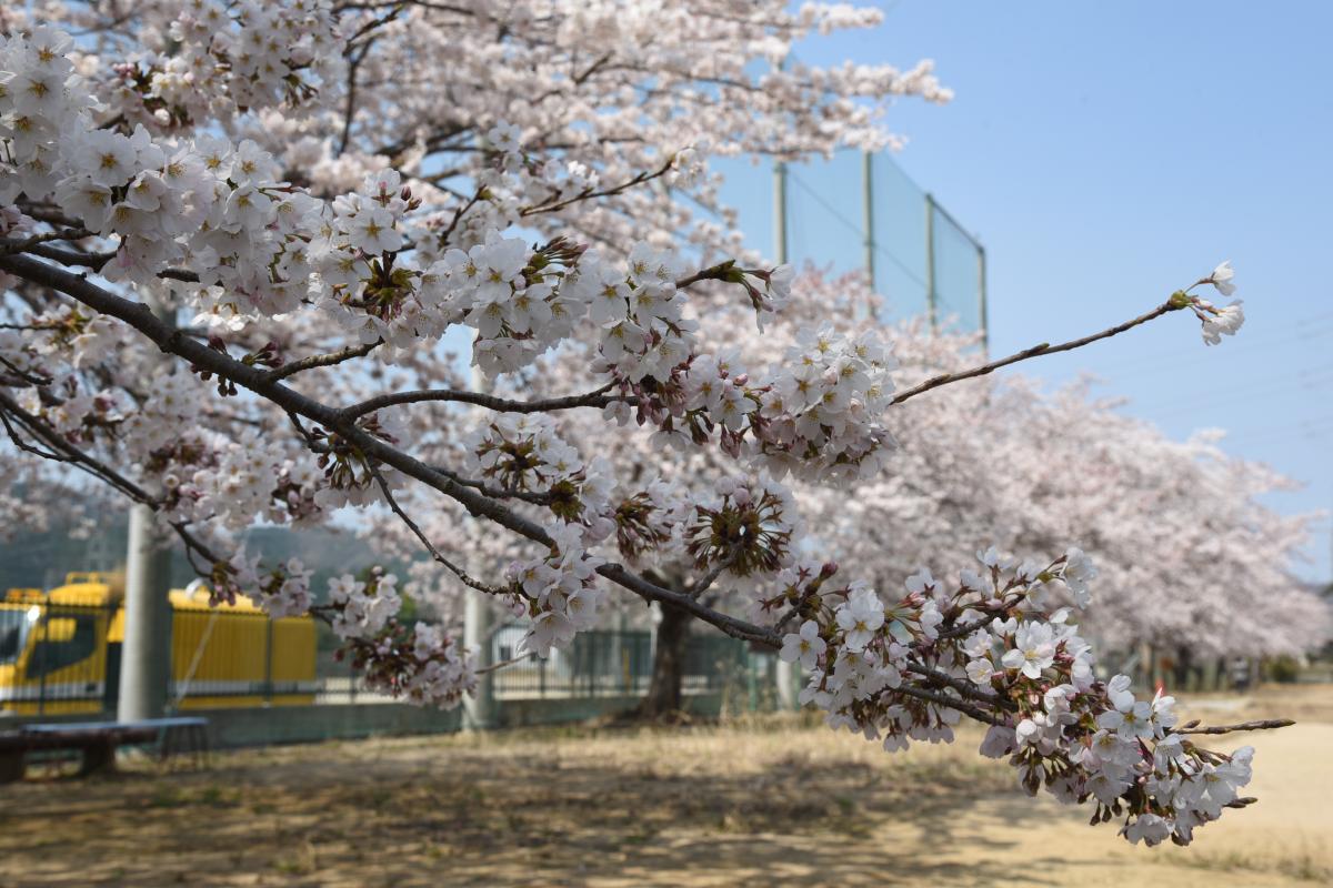 町内の桜「大野幼稚園、大野小学校」（2017年4月14日撮影） 写真 7