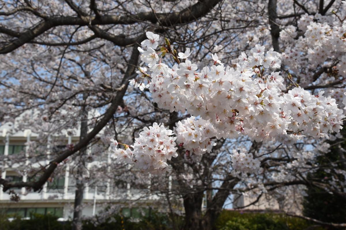 町内の桜「陽光桜、児童公園」（2017年4月14日撮影） 写真 7