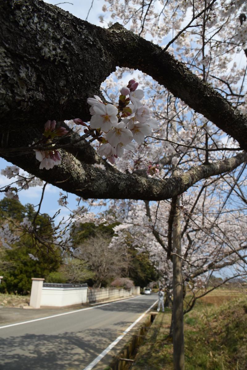町内の桜「坂下ダム、大川原」（2017年4月14日撮影） 写真 8