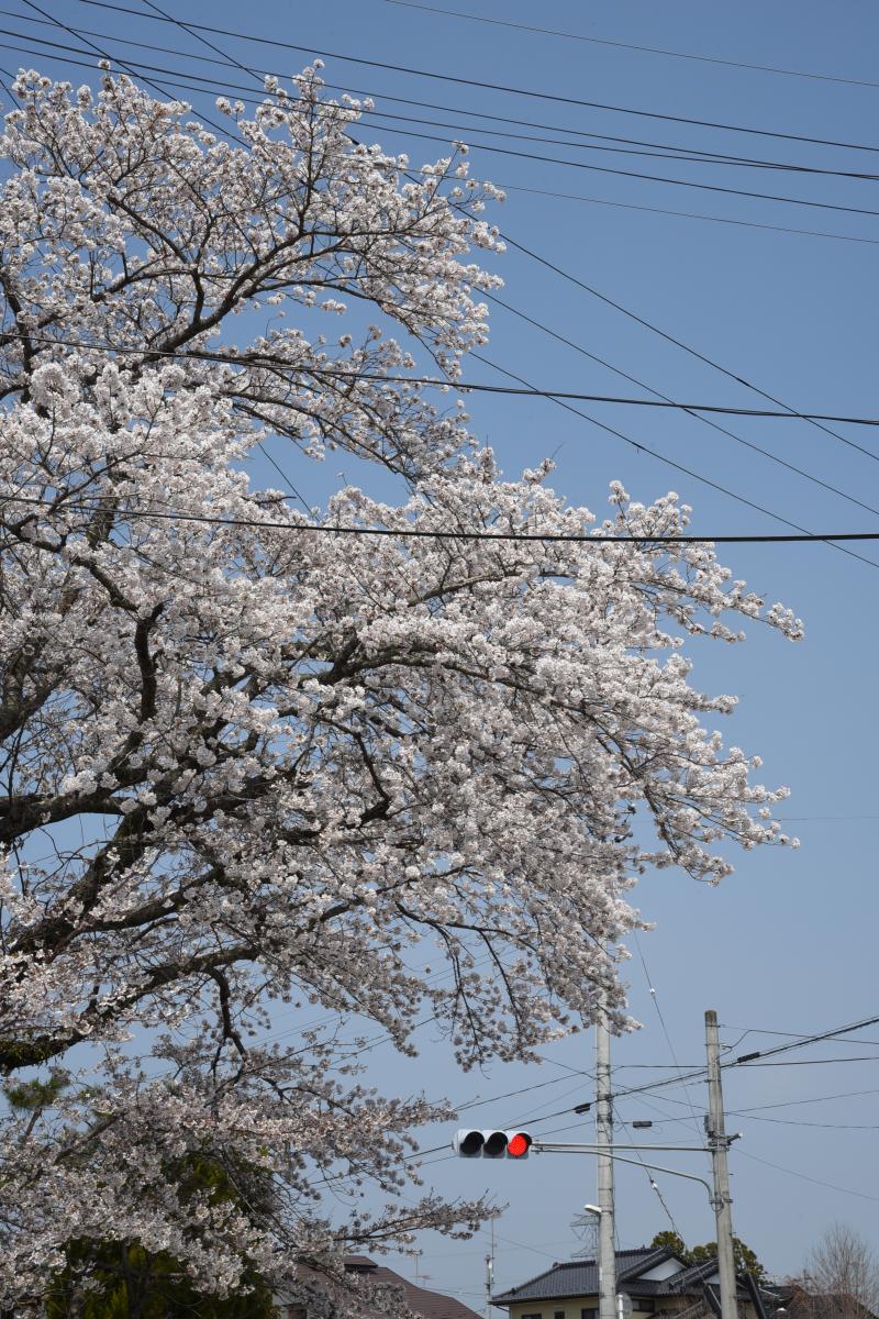 町内の桜「双葉翔陽高校、五差路」（2017年4月14日撮影） 写真 9