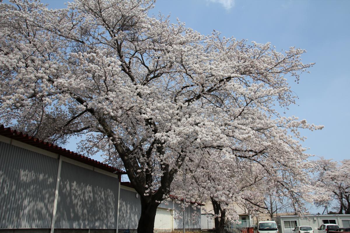 町内の桜「陽光桜、児童公園」（2017年4月14日撮影） 写真 8