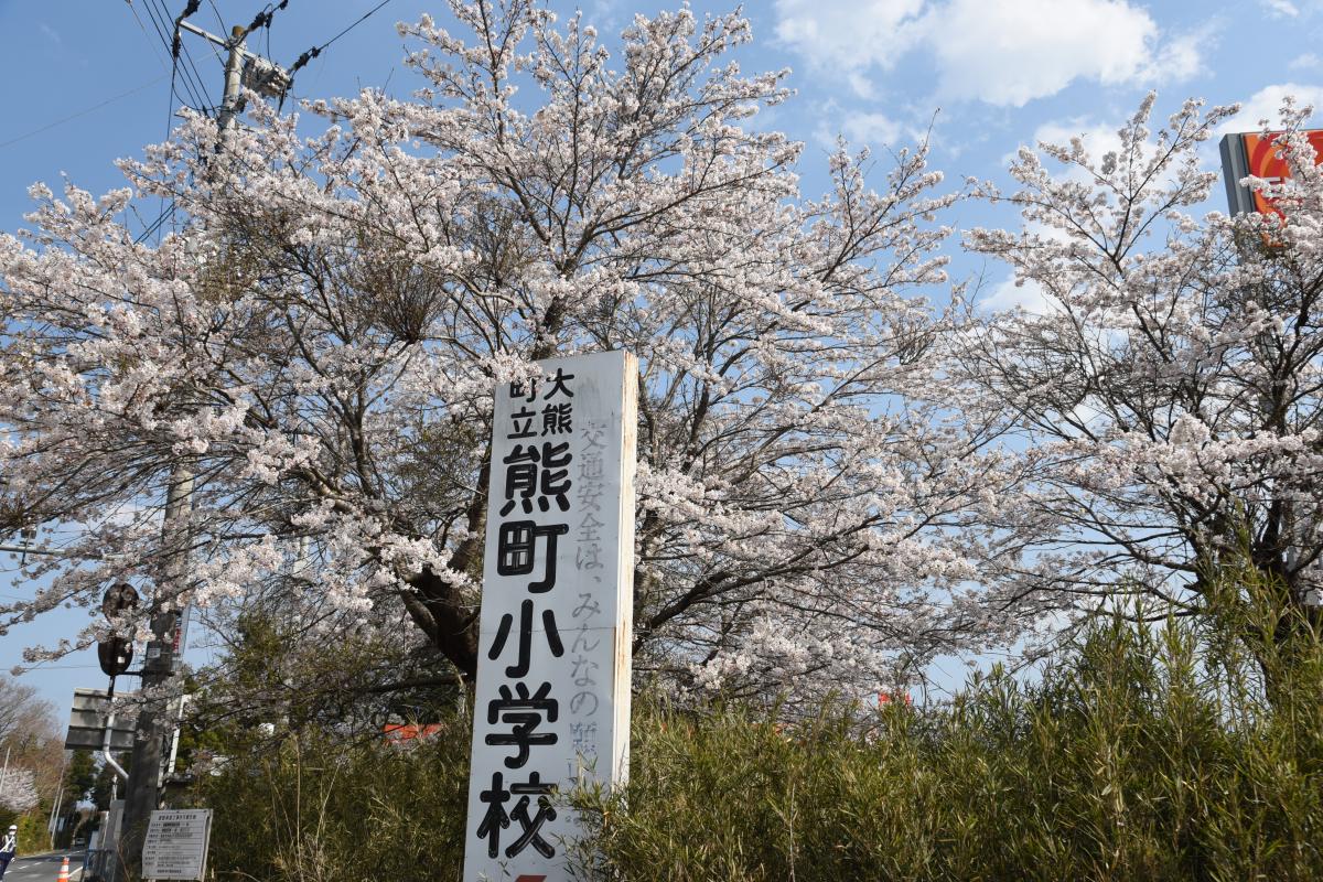 町内の桜「熊町小、三角屋交差点」（2017年4月14日撮影） 写真 8