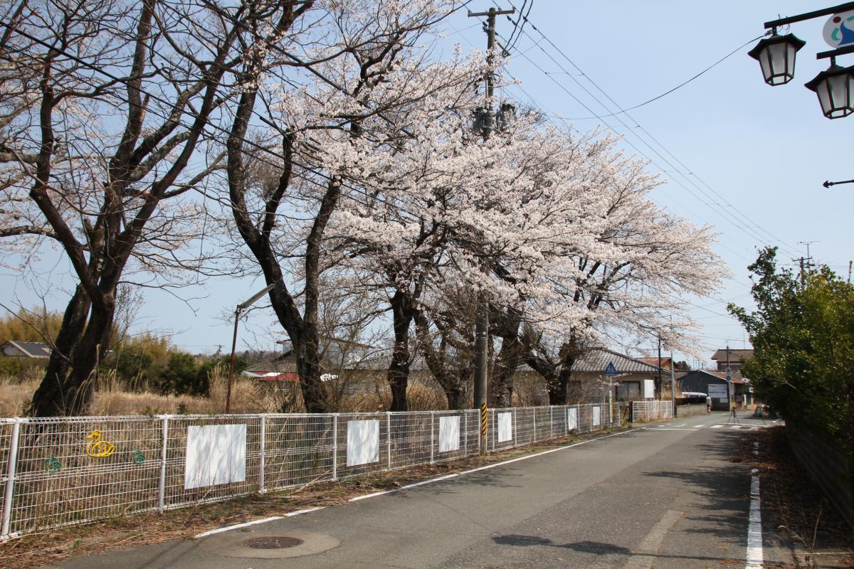 町内の桜「郵便局、原子力センター、旧児童館」（2017年4月14日撮影） 写真 8